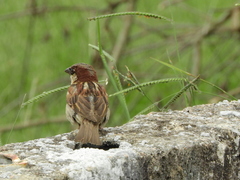 Passer domesticus