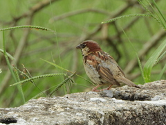 Passer domesticus