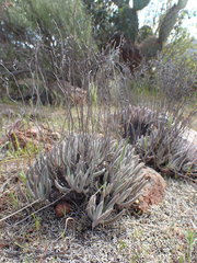 Dudleya attenuata