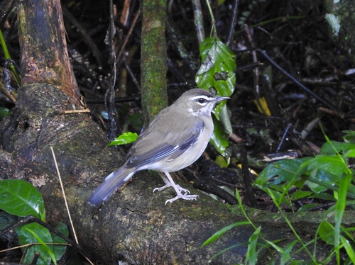 Brown Scrub Robin (Tychaedon signata), photo 6