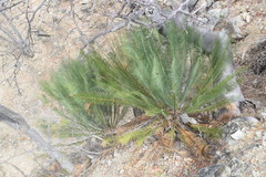 Dioon caputoi