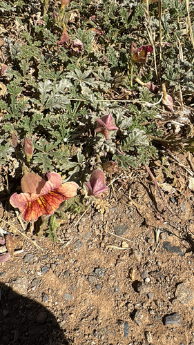 Argylia adscendens, photograph 3