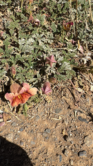 (c) unwordly, some rights reserved (CC BY) Argylia adscendens, photograph (c) unwordly, some rights reserved (CC BY)