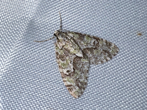 Mottled Gray Carpet photo 4