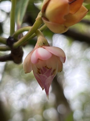 Anneslea fragrans observed 2026-03-17