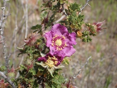 Rosa minutifolia