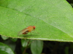Diptera