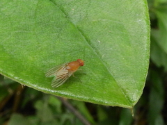 Diptera