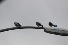 Columba livia domestica