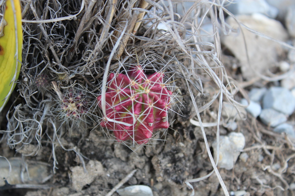 Echinocereus viereckii, San Pedro Garza García, N.L., México