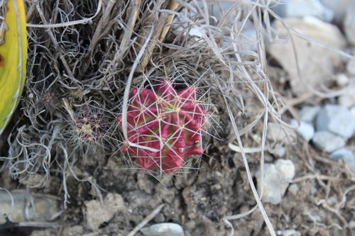 Echinocereus viereckii