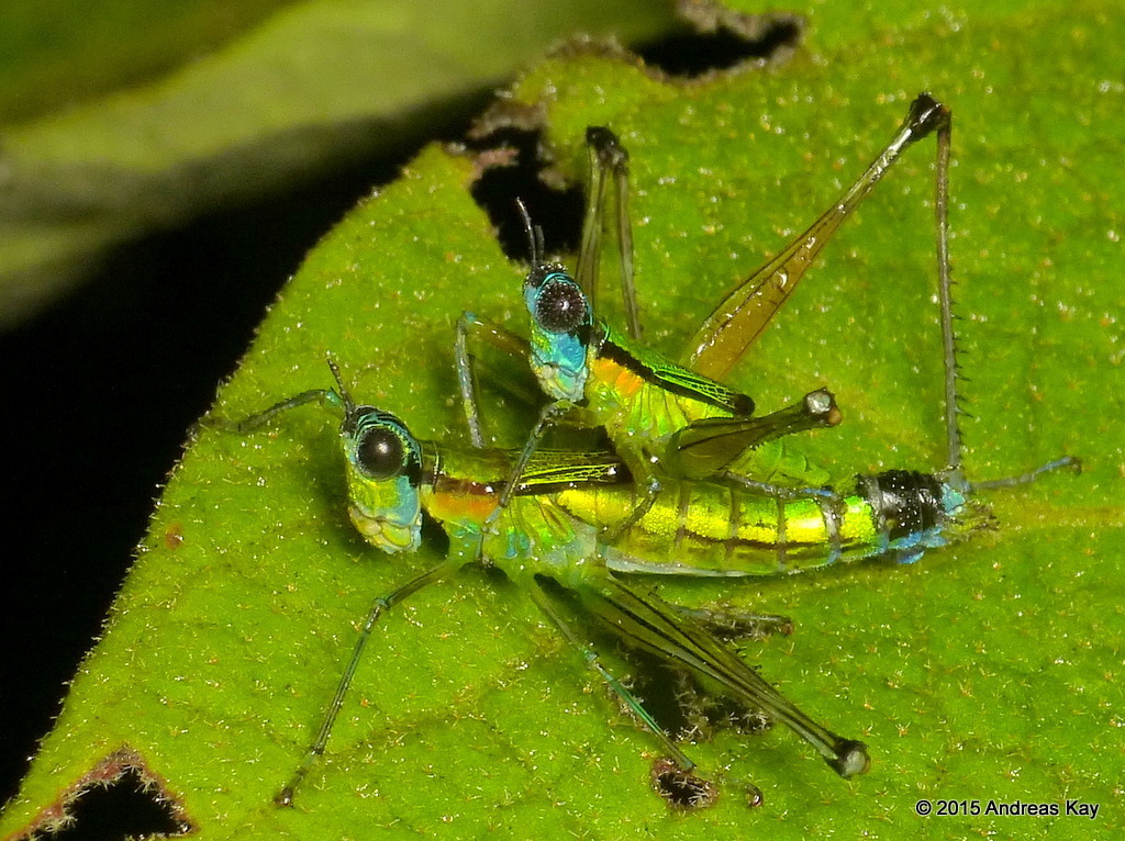 Eumastax equatoriana