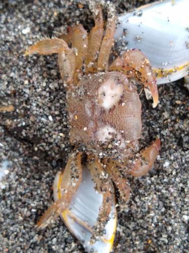 photo of Gulfweed Crab (Planes minutus)