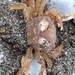 photo of Gulfweed Crab (Planes minutus)