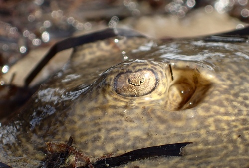 Haller's Round Ray, photo 2 of 10