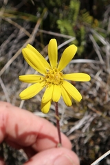 Brachyglottis bellidioides