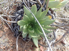 Dudleya ingens