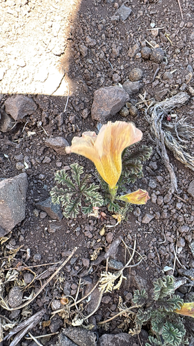 Argylia adscendens, photograph 2