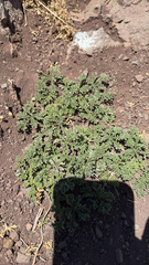 Argylia adscendens