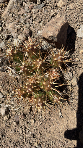 Maihueniopsis ovata