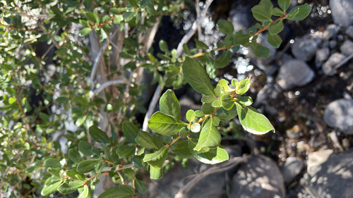 Escallonia myrtoidea, photograph 5