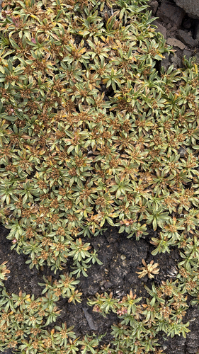 Azorella ruizii, photograph 6