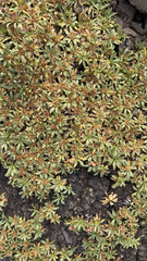 Azorella ruizii, photograph (c) unwordly, some rights reserved (CC BY)