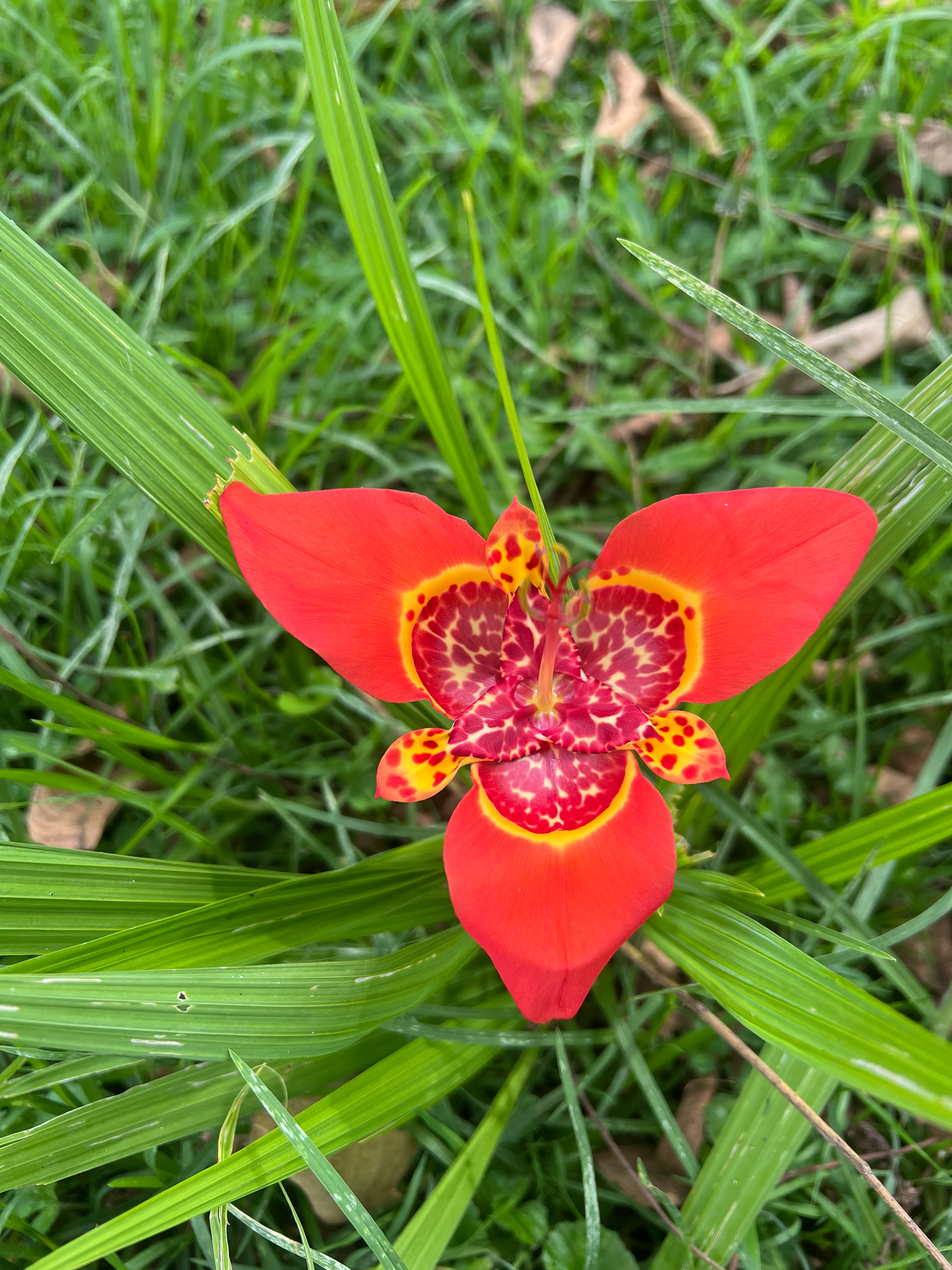 Tiger Iris (Tigridia pavonia)
