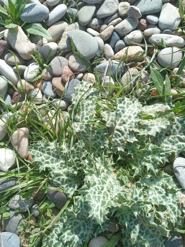 Syrian Thistle
