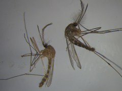 Culex quinquefasciatus