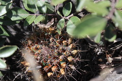Mammillaria melanocentra melanocentra