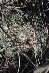 Mammillaria melanocentra melanocentra