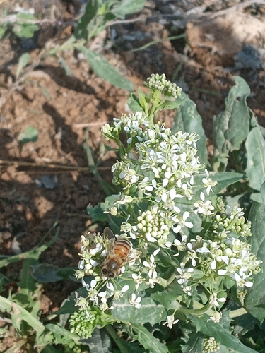 Western Honey Bee