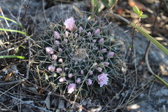 Mammillaria melanocentra melanocentra