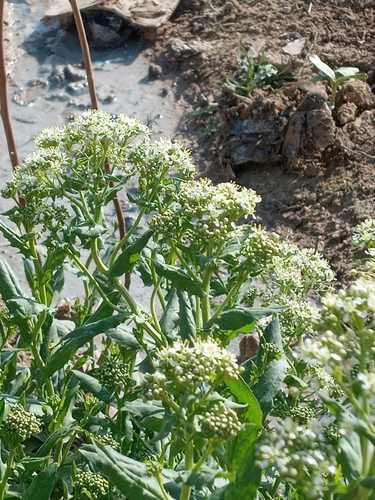 Heart-podded Hoary Cress