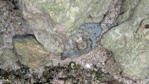 Octopus vulgaris