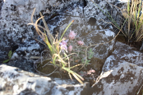 Mammillaria melanocentra