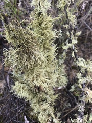 Usnea inermis