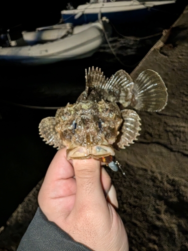 Scorpaena porcus