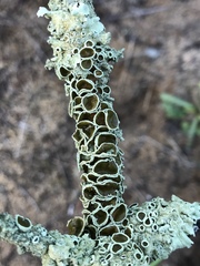 Flavoparmelia rutidota