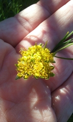 Lomatium utriculatum