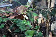 Mimophytum cardiophyllum