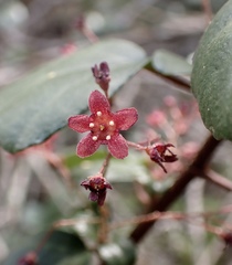 Ribes viburnifolium