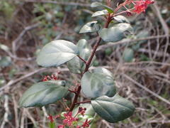 Ribes viburnifolium