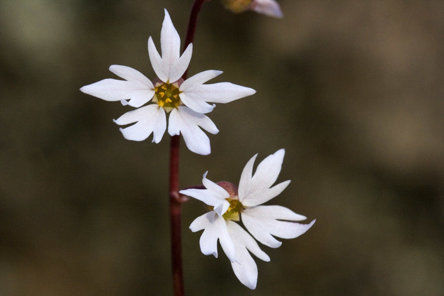 Lithophragma