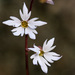 Woodland-Star - Photo (c) Patrick Alexander, some rights reserved (CC BY-NC-ND)