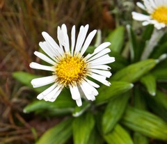 Celmisia spectabilis