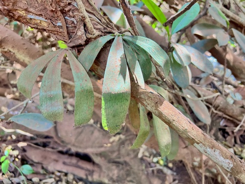 Aerangis brachycarpa