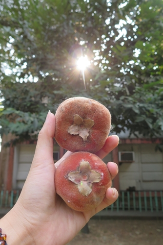 Foto de Caqui