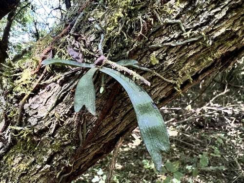 Aerangis oligantha Schltr.